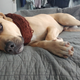 Didn’t really take any pictures at the event, so here is Dog B.